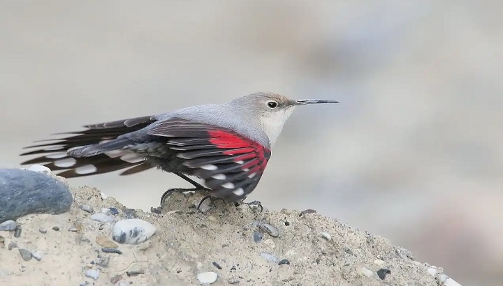 Découverte des oiseaux hivernants